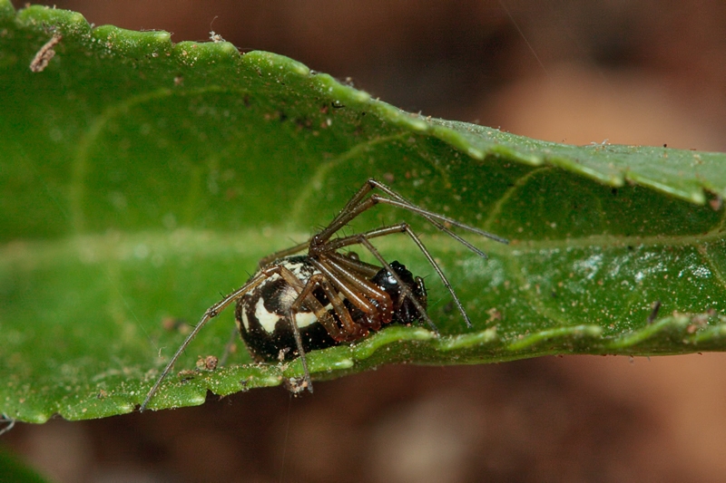 Linyphiidae - Malta